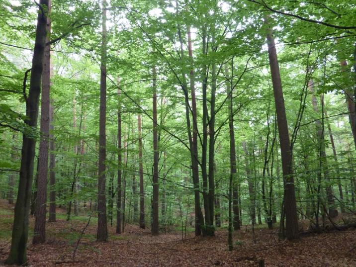 Powierzchniowy udział gatunków panujących