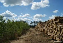 Stanowisko SLiWL w sprawie wykorzystania drewna w celach energetycznych