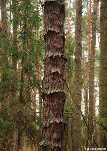#dzieńdrzewa - Sosny kryzowe w leśnictwie Bór