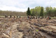 Sadzenie lasu przez pracowników Nadleśnictwa Głogów