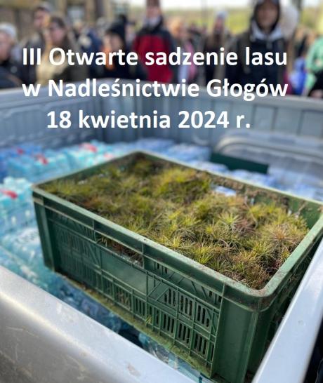 III Otwarte sadzenie lasu w Nadleśnictwie Głogów – 18 kwietnia 2024 r., Leśnictwo Bór