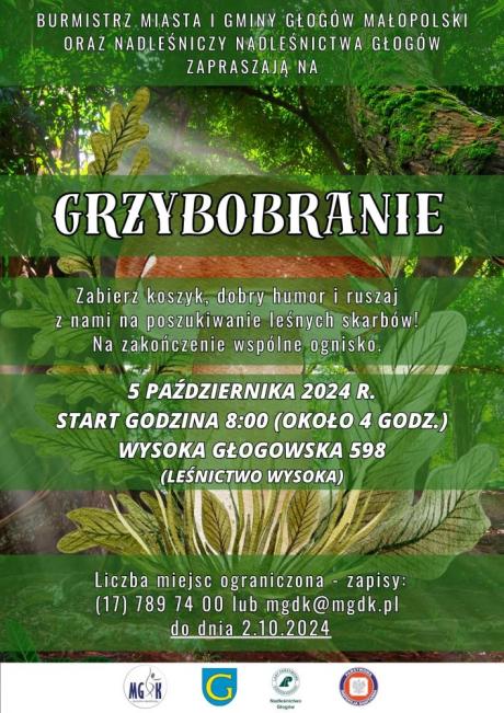 Grzybobranie w Nadleśnictwie Głogów