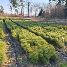 Wiosenna sprzedaż sadzonek w Leśnictwie Sokołów